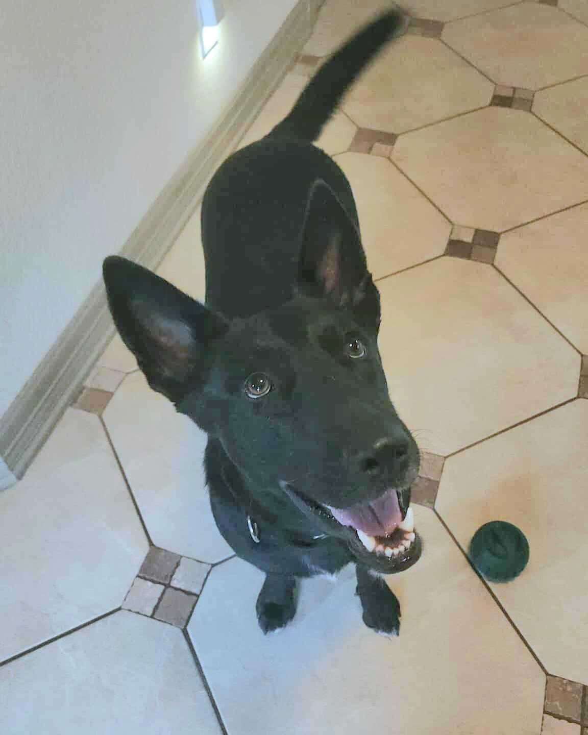 Enlarge Raven, a Adoptable mixed breed in Arlington Heights, IL image 5/6