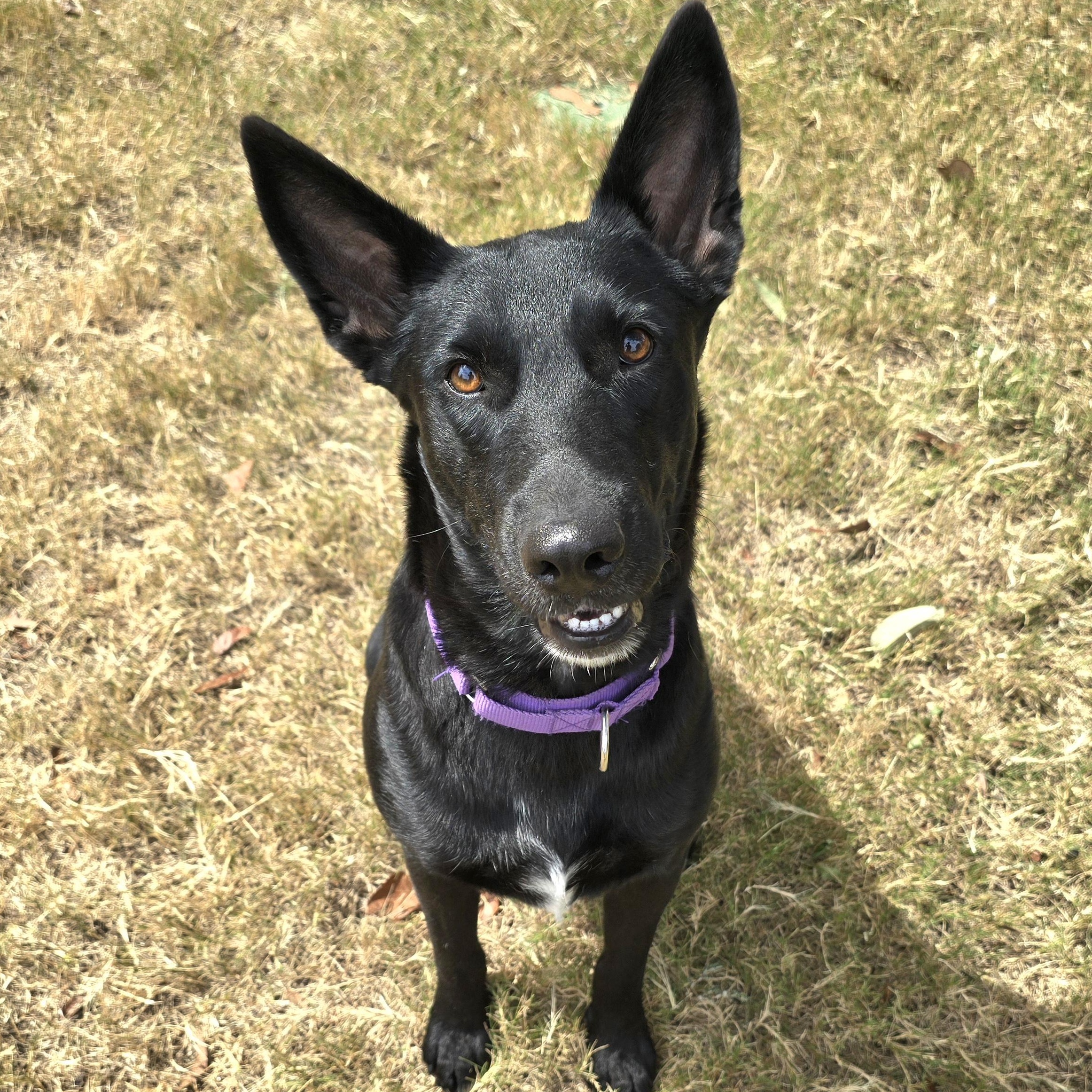 Enlarge Raven, a Adoptable mixed breed in Arlington Heights, IL image 2/6