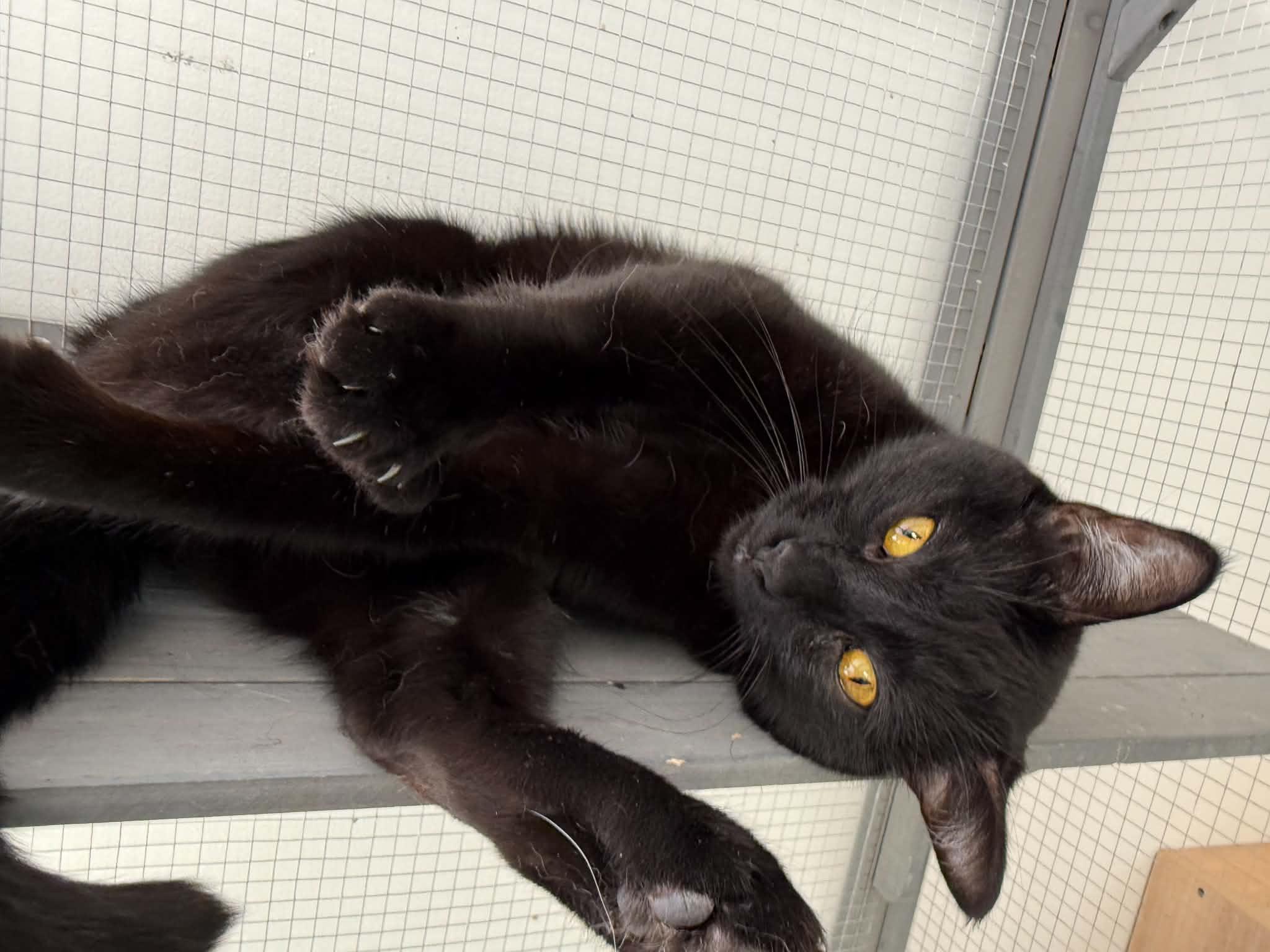 Enlarge Eevee, a Adoptable Domestic Short Hair in Holland , MI image 1/1