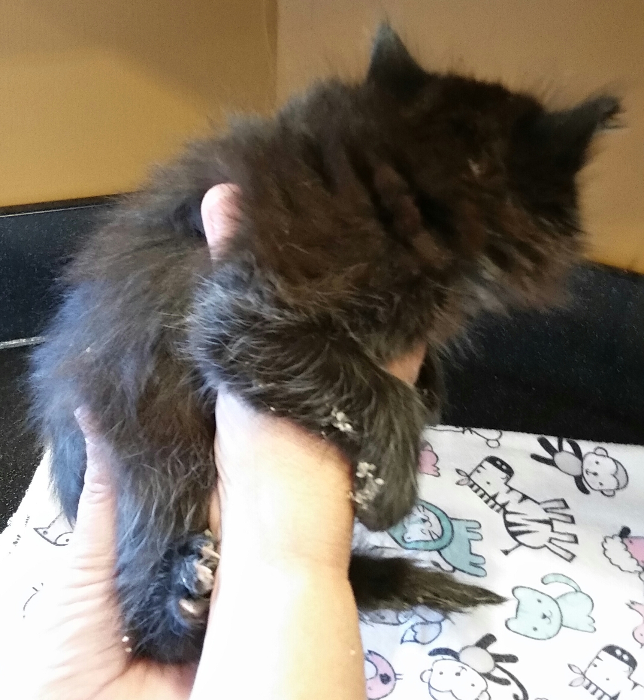 ZENA, Adoptable, Adult Female Domestic Long Hair.