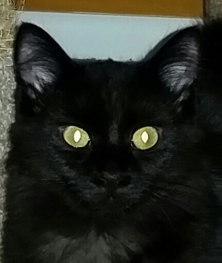 ZENA, a Adoptable Domestic Long Hair in Sardinia, OH image 2/10