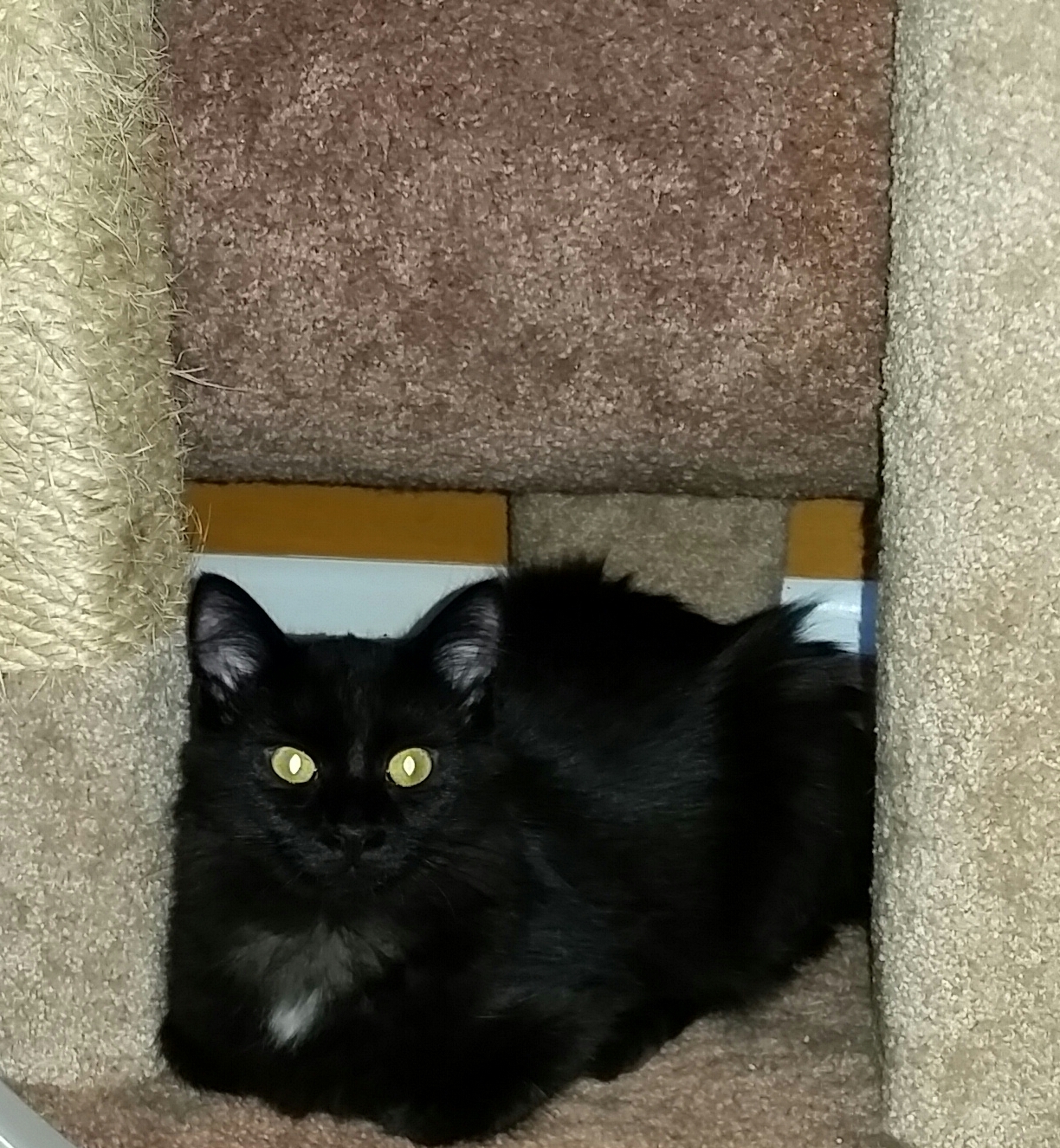 ZENA, a Adoptable Domestic Long Hair in Sardinia, OH image 3/10