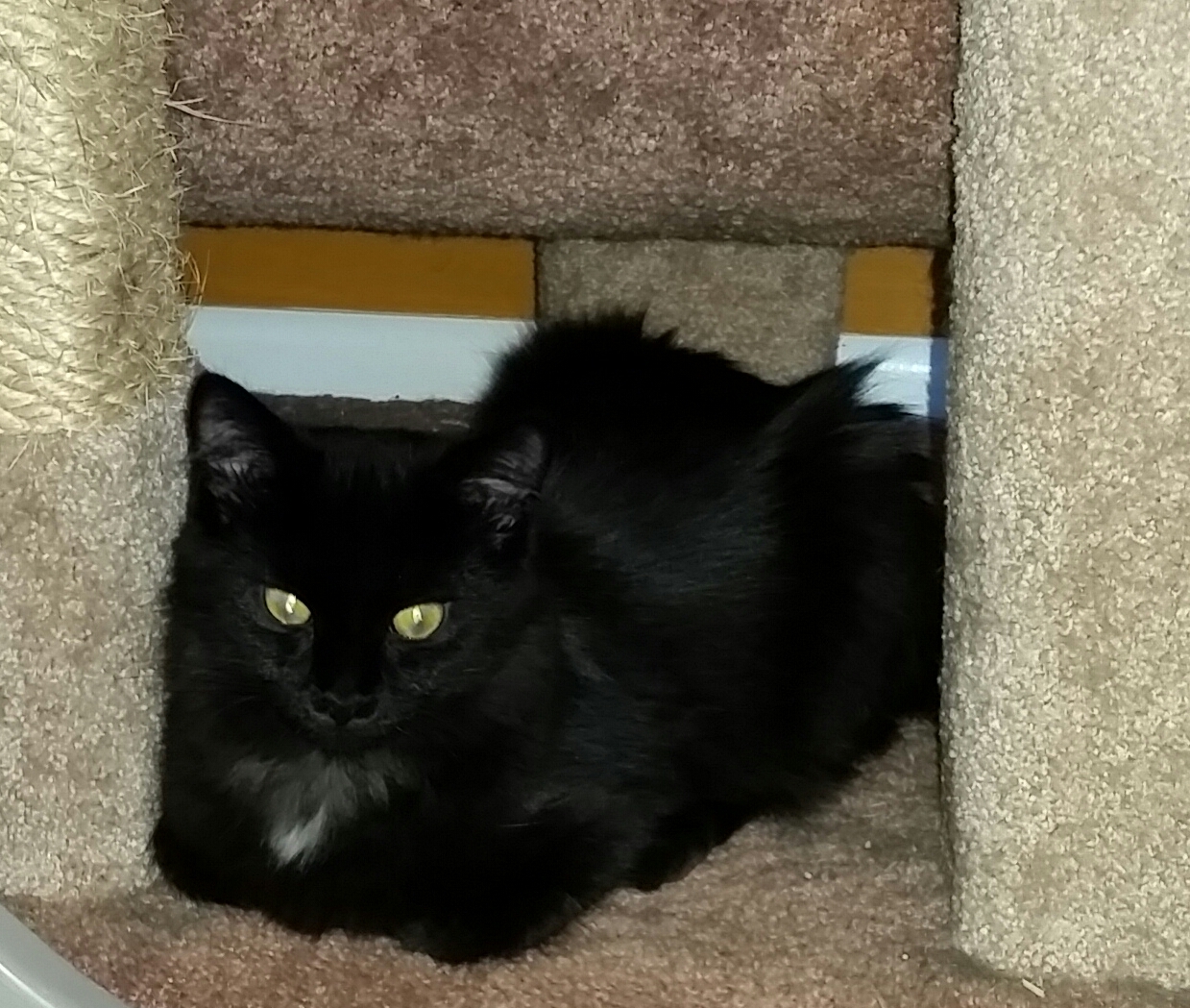 ZENA, a Adoptable Domestic Long Hair in Sardinia, OH image 5/10