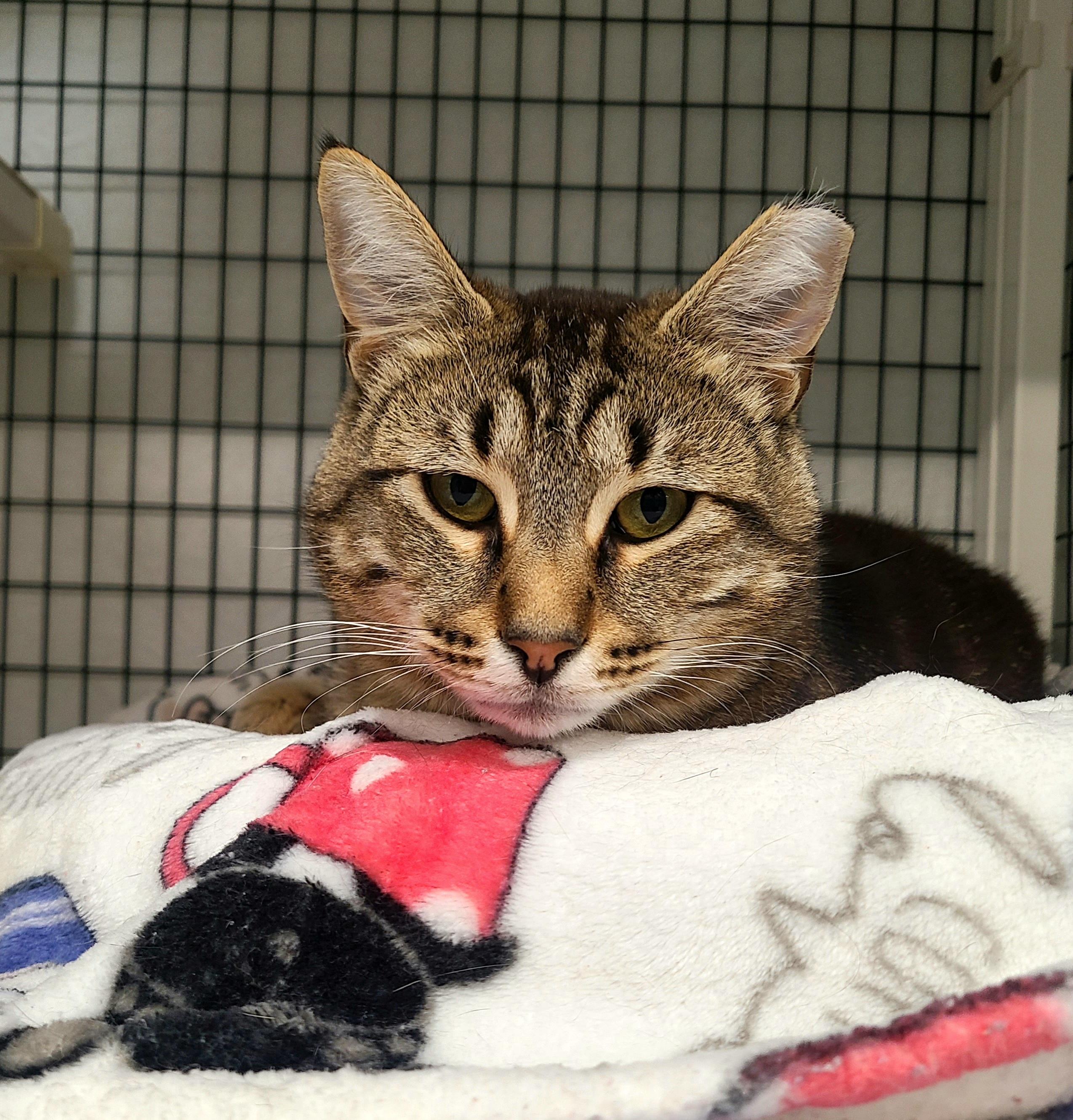 Mike, adopted, Young Male Domestic Short Hair.