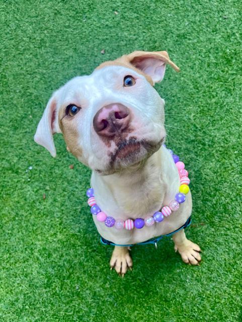 PRIMA, Adoptable, Young Female Pit Bull Terrier & Mixed Breed.