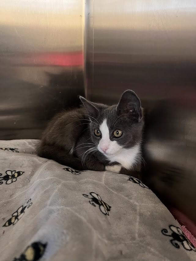 Enlarge Bambi, a Adoptable Domestic Short Hair in Colonial Heights, VA image 1/1