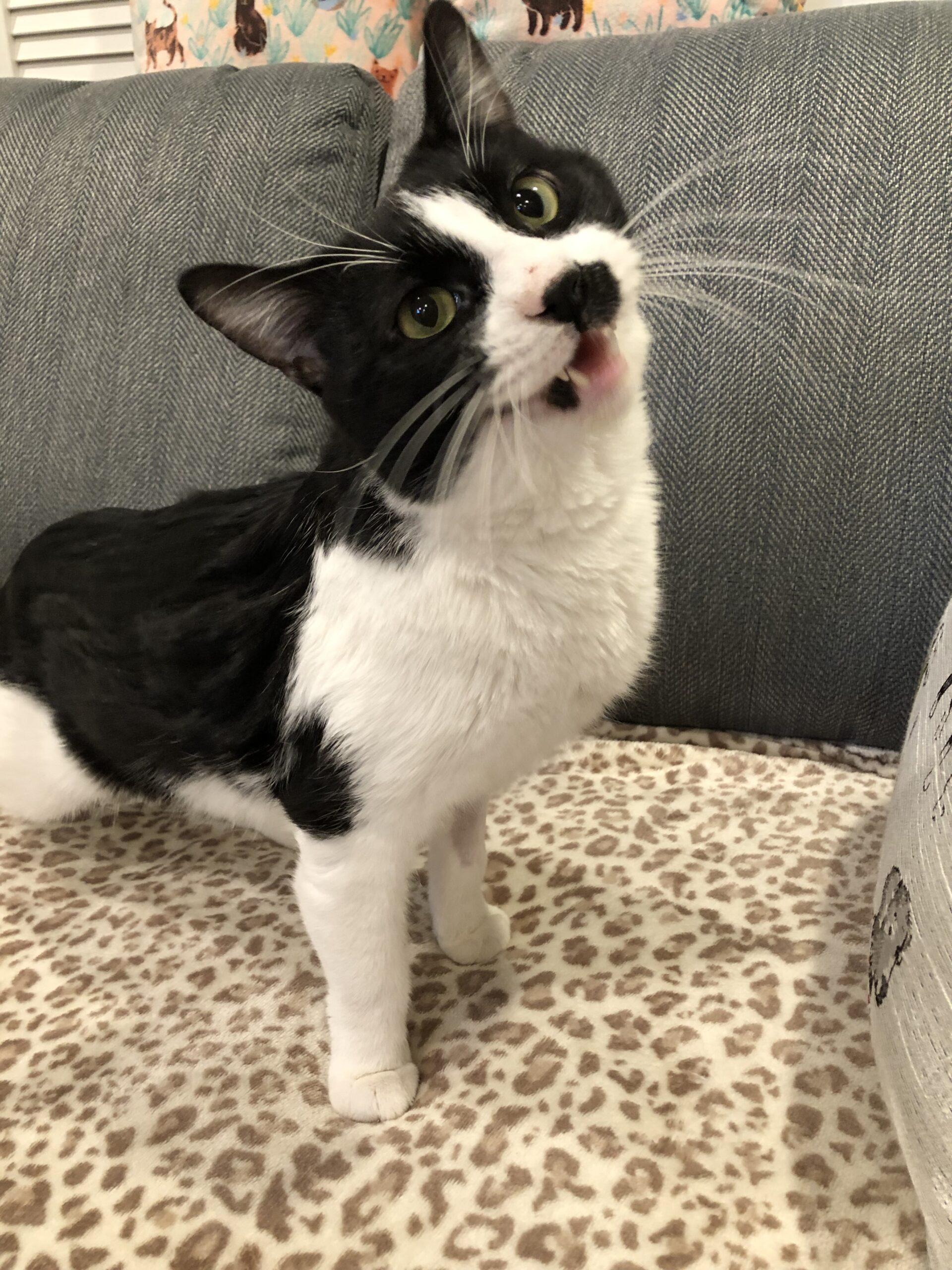 Edgar, a Adoptable Domestic Short Hair in Seven Valleys, PA image 1/4