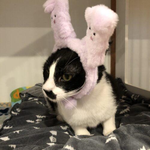 Enlarge Edgar, a Adoptable Domestic Short Hair in Seven Valleys, PA image 2/5