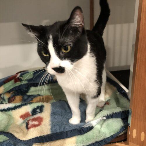 Edgar, a Adoptable Domestic Short Hair in Seven Valleys, PA image 2/4