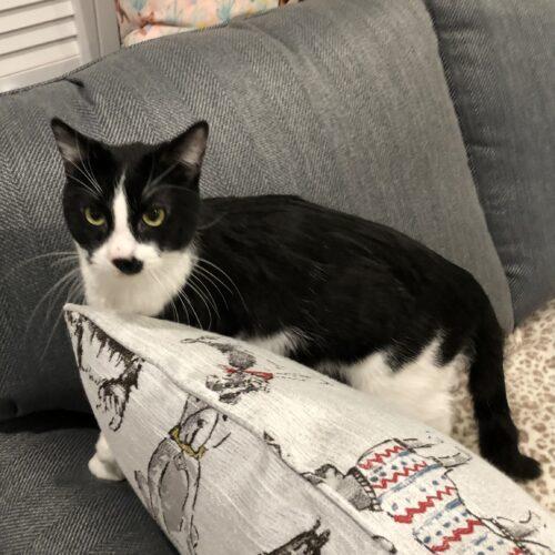 Edgar, a Adoptable Domestic Short Hair in Seven Valleys, PA image 3/4