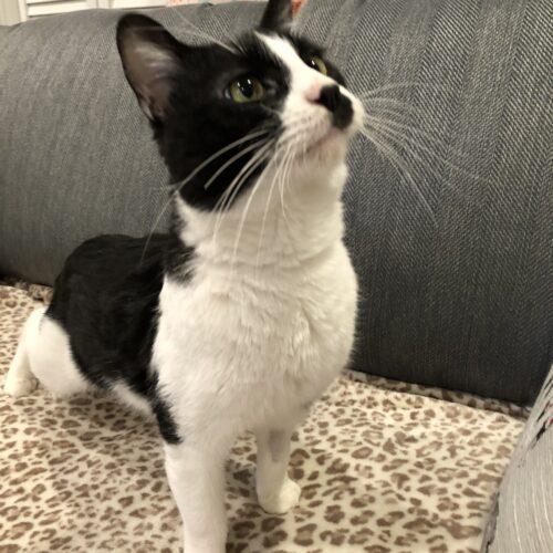 Edgar, a Adoptable Domestic Short Hair in Seven Valleys, PA image 4/4