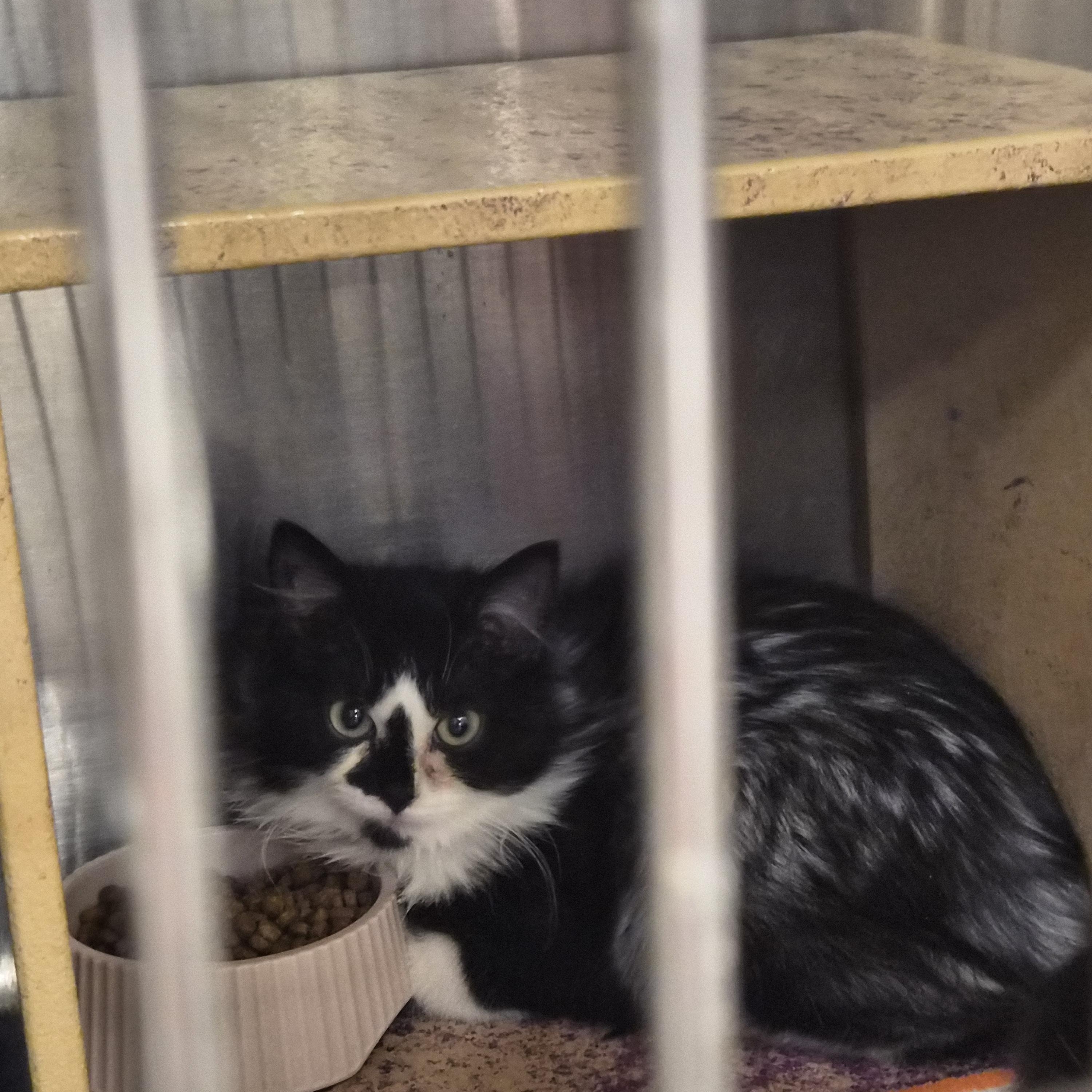 Gimpy, adopted, Young Female Domestic Long Hair.