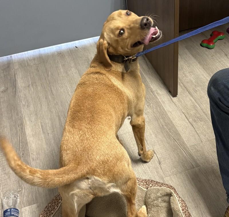 Sandy 7-13-2026, Adoptable, Adult Female Golden Retriever.