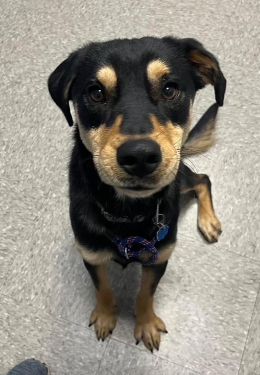 Enlarge Mr. Chips, a Adoptable mixed breed in North Syracuse, NY image 1/1