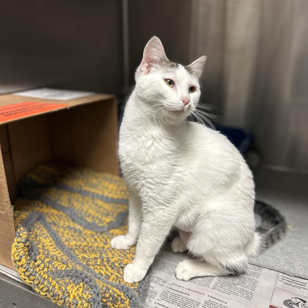 Jingle, Adoptable, Young Female Domestic Short Hair.