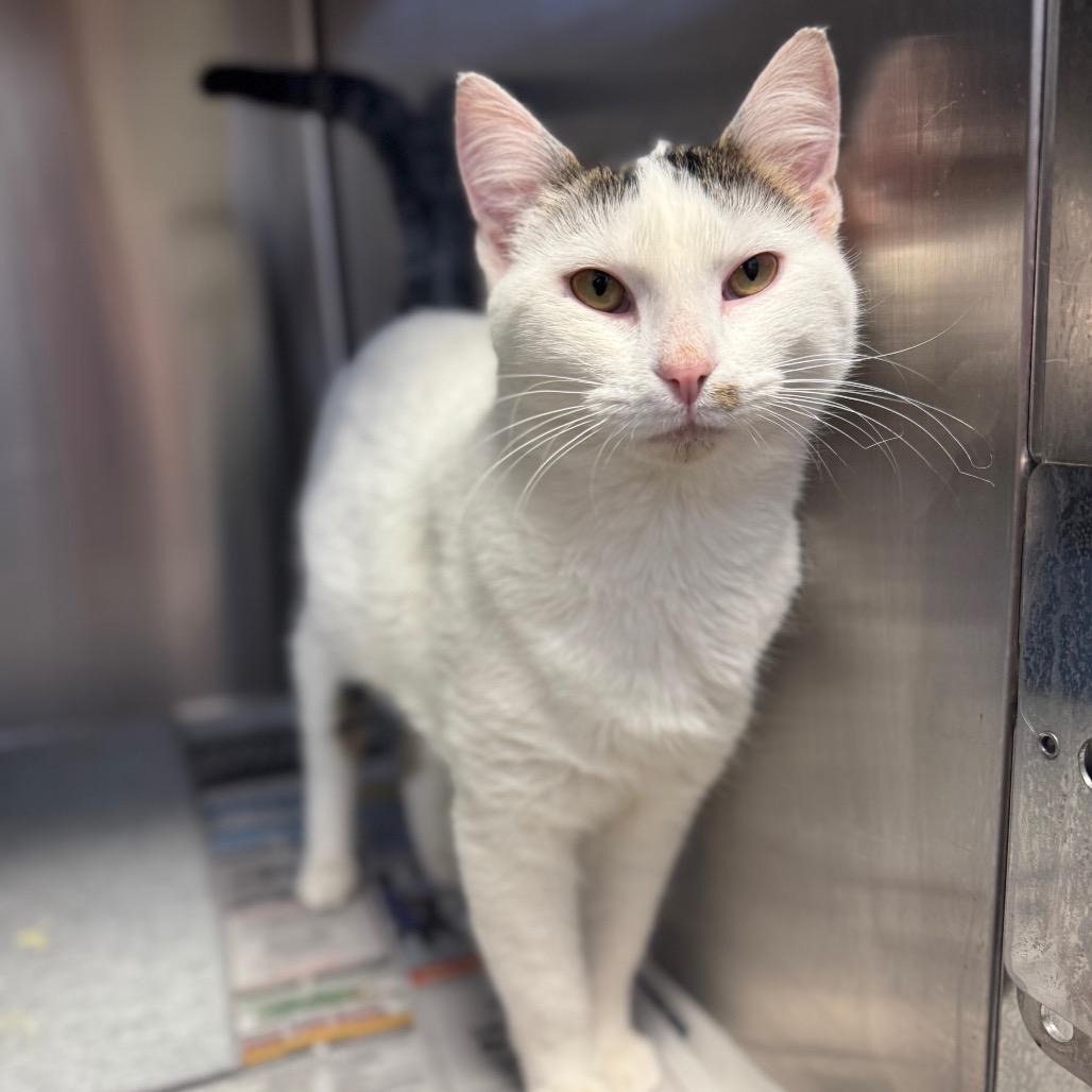 Enlarge Jingle, a Adoptable Domestic Short Hair in Hendersonville, NC image 2/4