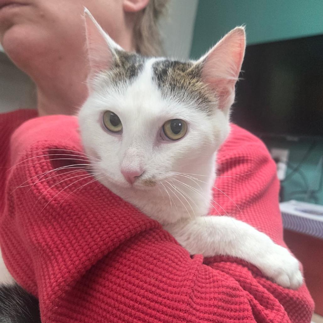 Enlarge Jingle, a Adoptable Domestic Short Hair in Hendersonville, NC image 3/4