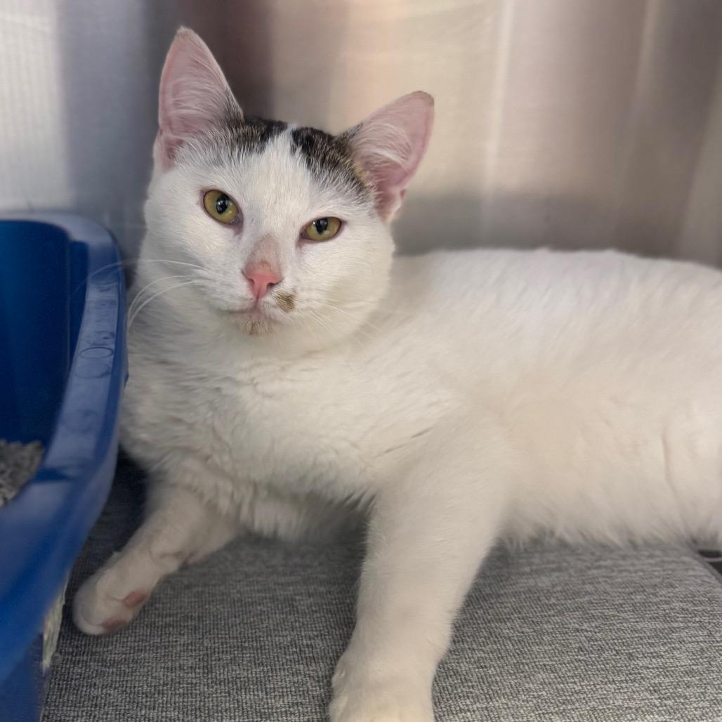 Enlarge Jingle, a Adoptable Domestic Short Hair in Hendersonville, NC image 4/4