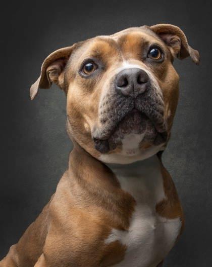 Rosie, an adoptable Mixed Breed in Whitby, ON, L1N 0H9 | Photo Image 3