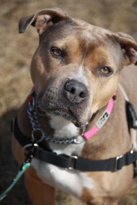 Rosie, an adoptable Mixed Breed in Whitby, ON, L1N 0H9 | Photo Image 4