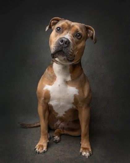 Rosie, an adoptable Mixed Breed in Whitby, ON, L1N 0H9 | Photo Image 2