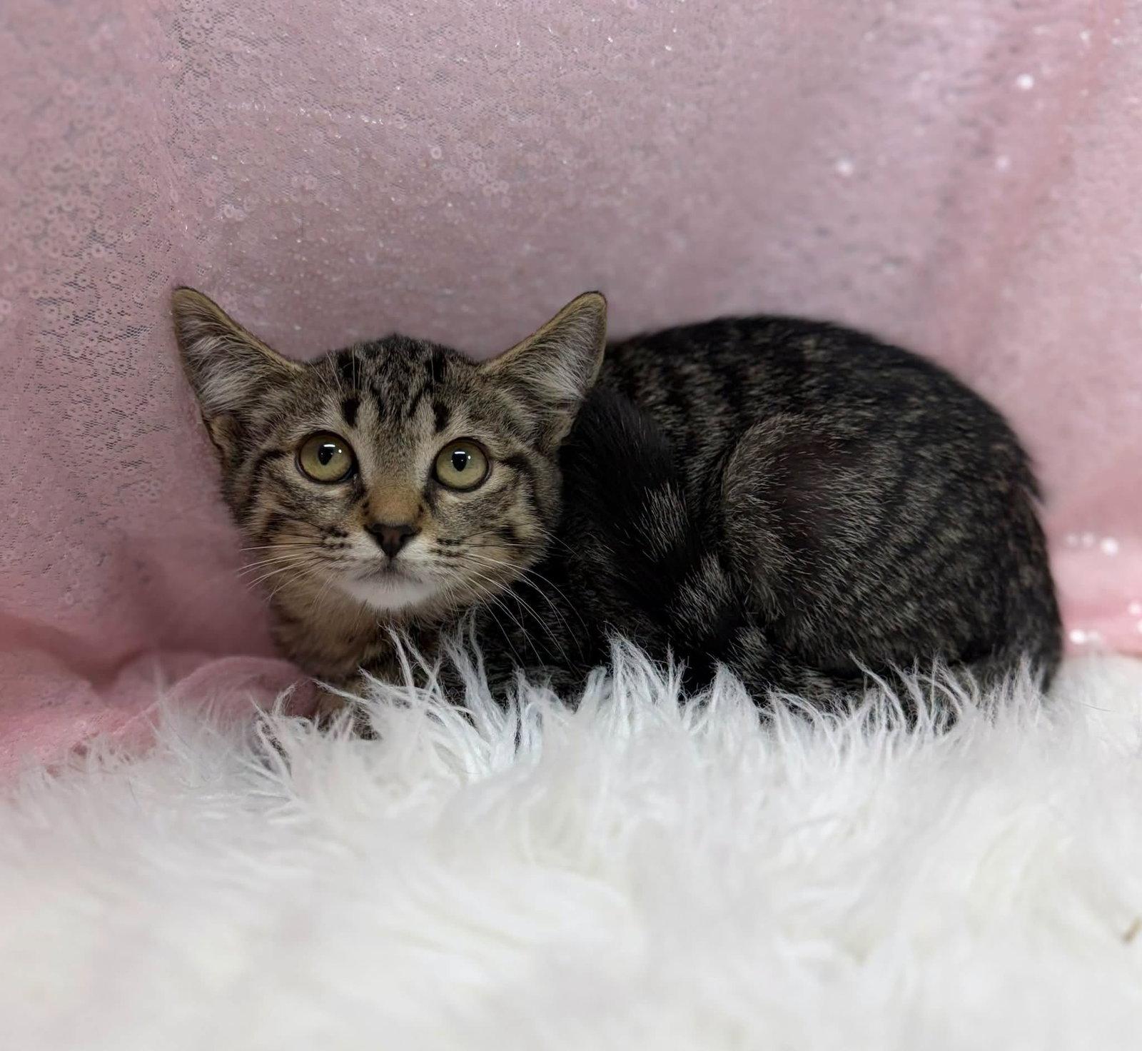 Meownnaise, Adoptable, Young Female Domestic Short Hair.