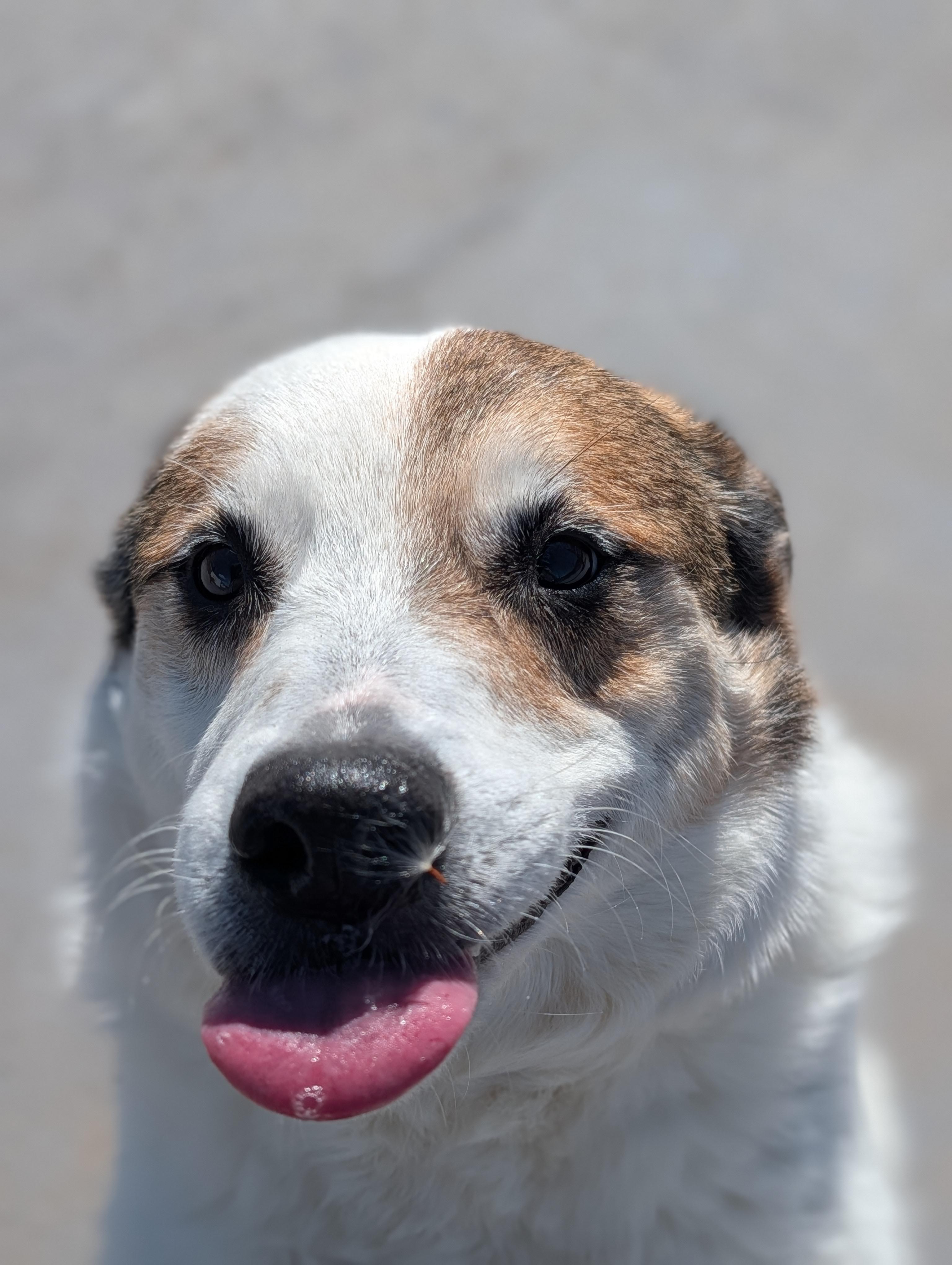 Gertie, an adopted mixed breed in Plainfield, NJ image 3/3