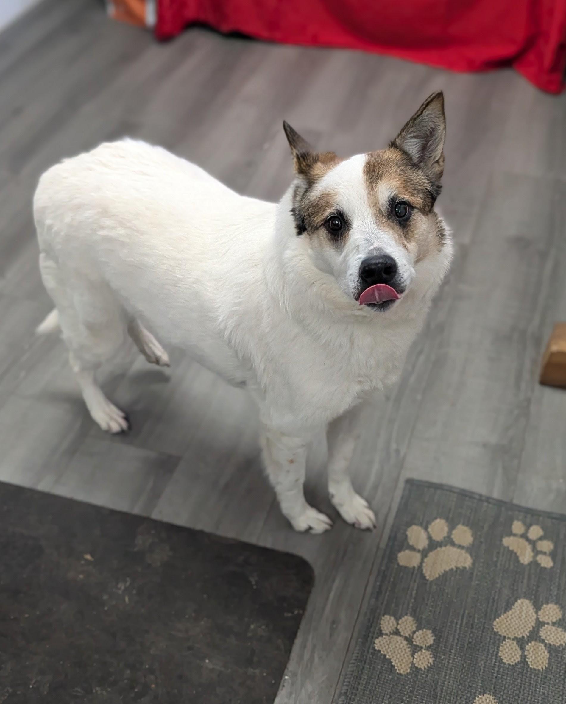 Gertie, adopted, Senior Female Australian Cattle Dog / Blue Heeler.