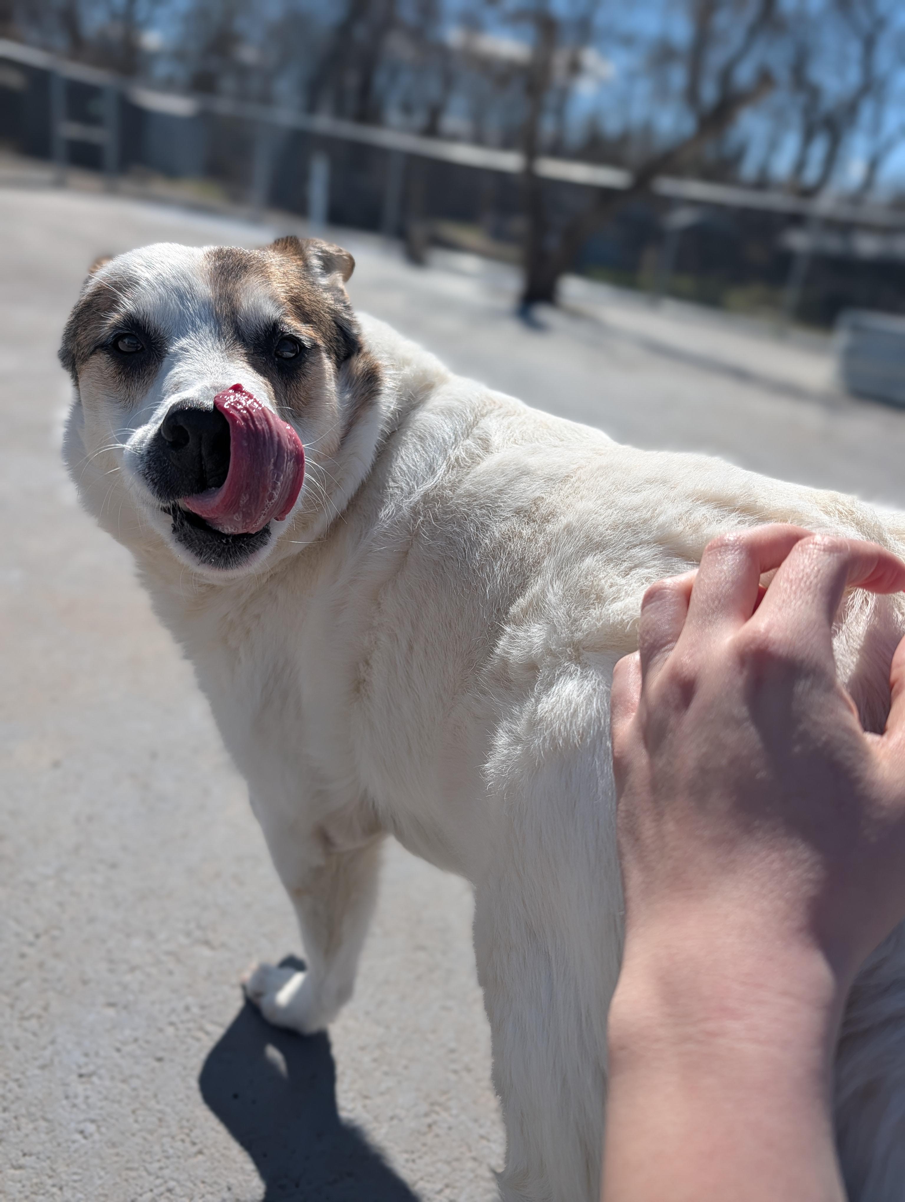 Gertie, an adopted mixed breed in Plainfield, NJ image 2/3