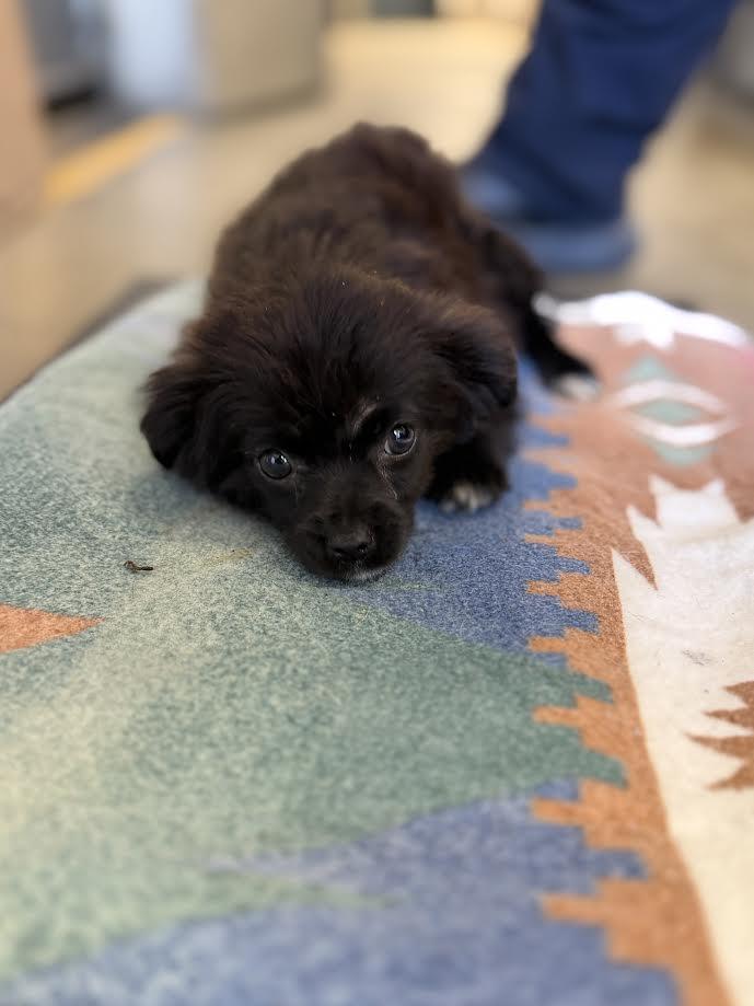 Jane, adopted, Puppy Female Pomeranian.