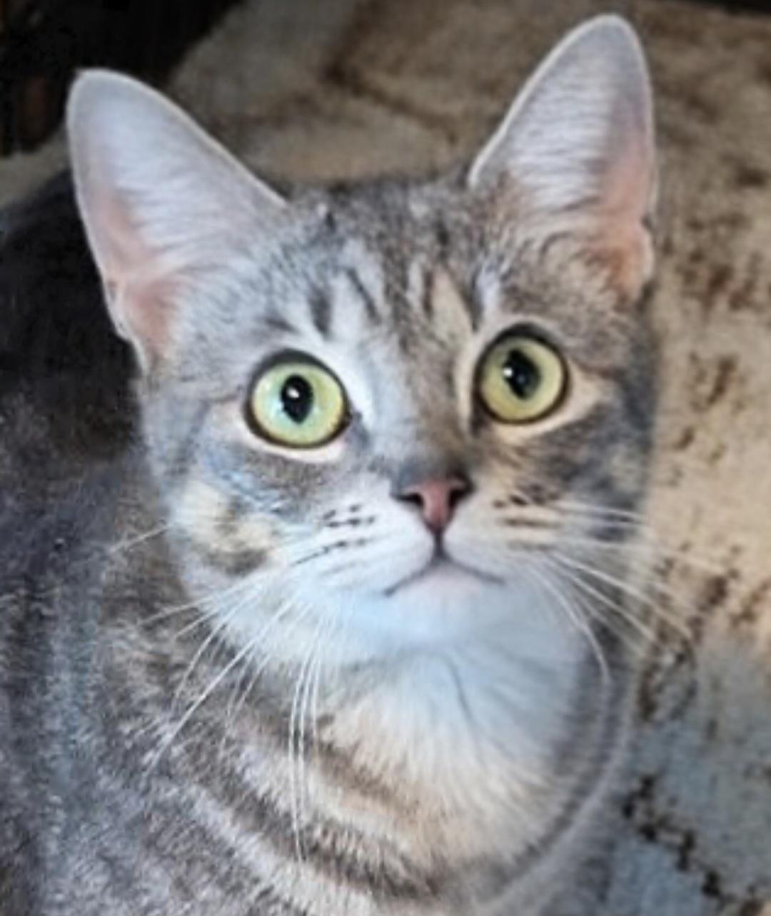 Maxie, adopted, Young Female Tabby.