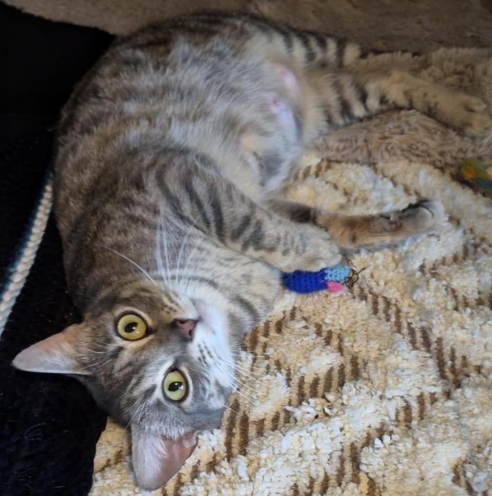 Enlarge Maxie, an adopted Tabby in Attleboro, MA image 3/3