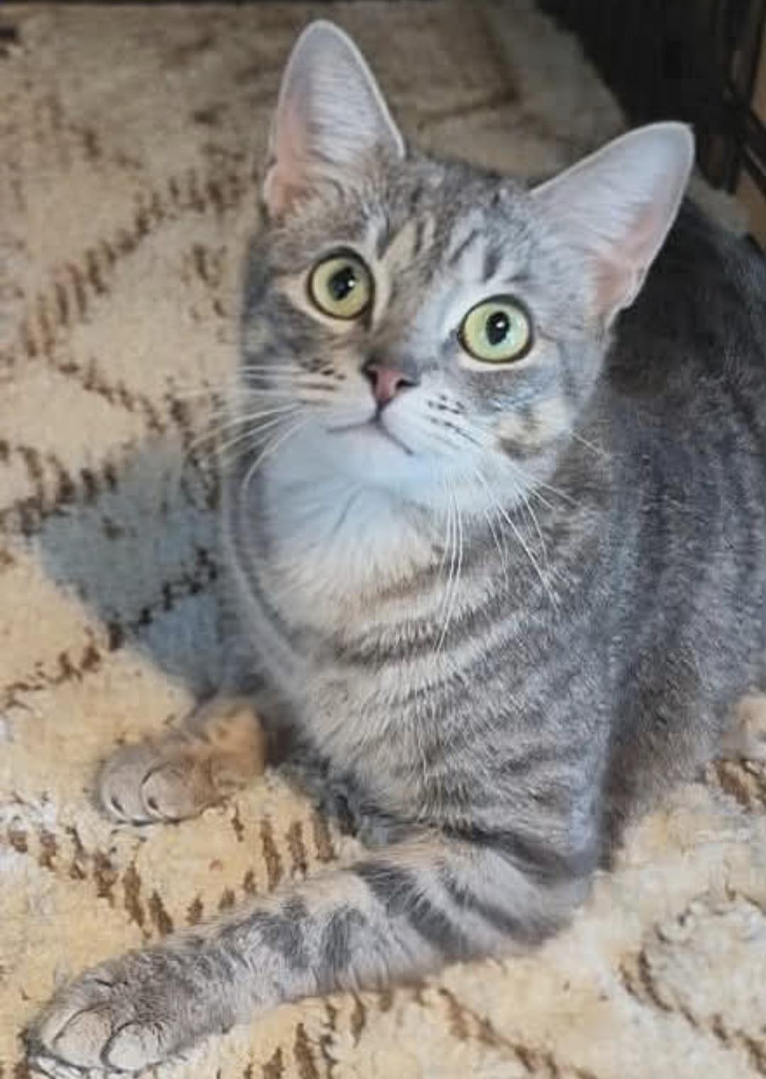 Enlarge Maxie, an adopted Tabby in Attleboro, MA image 2/3