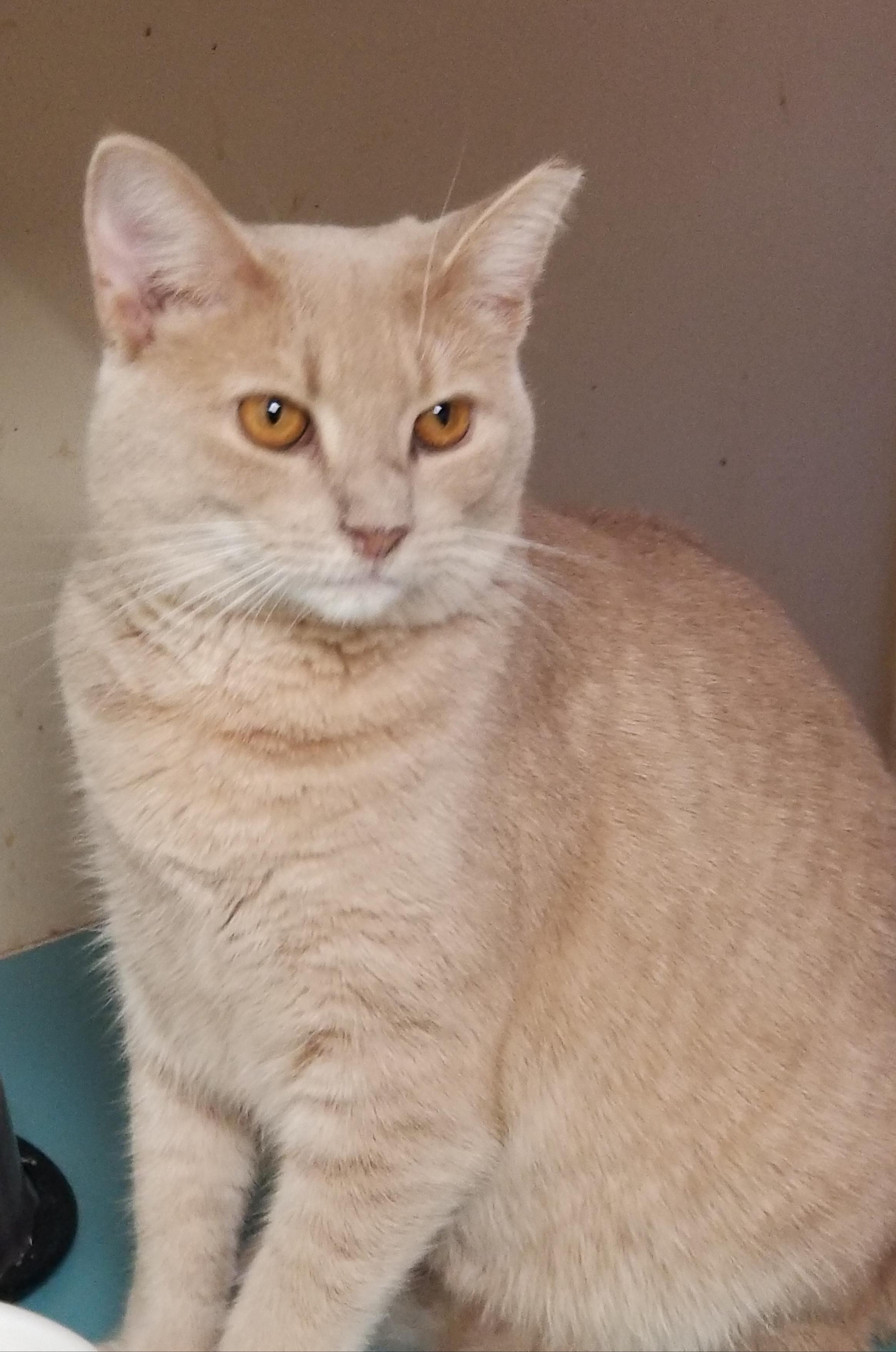 Enlarge Blondie, a Adoptable Domestic Short Hair in Anderson, SC image 1/1