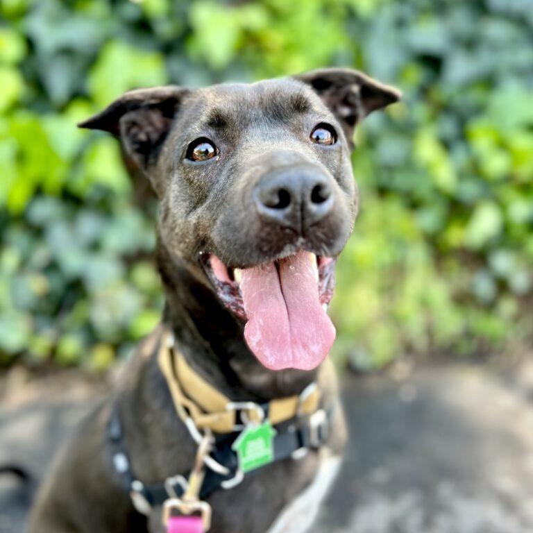 Haddie, Adoptable, Adult Female Black Labrador Retriever.