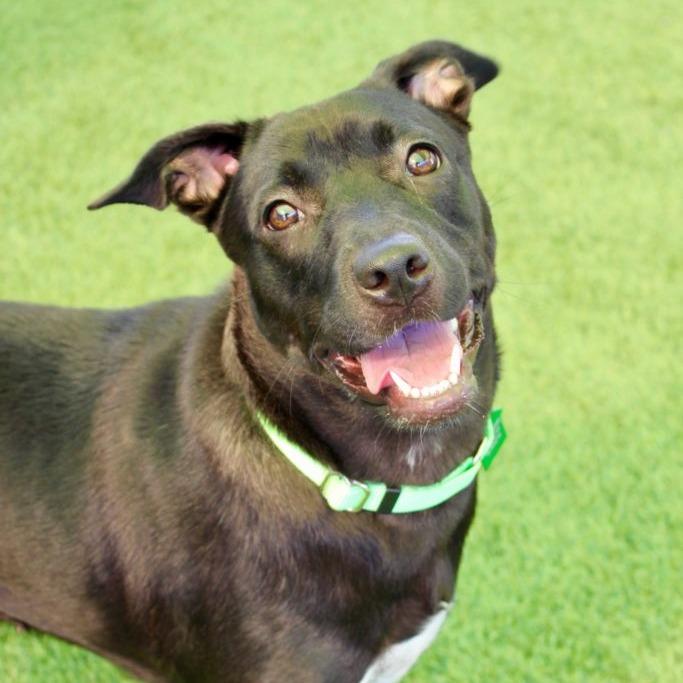 Enlarge Haddie, a Adoptable Black Labrador Retriever in San Diego, CA image 2/6