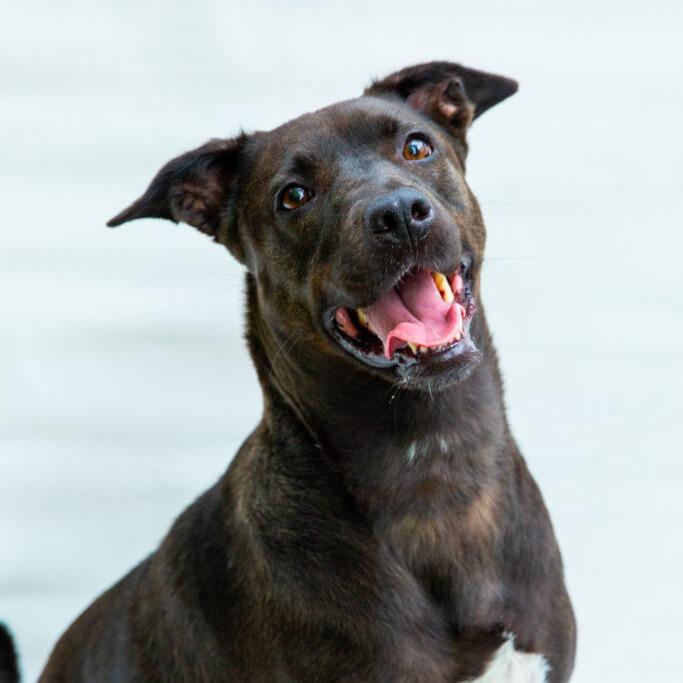 Enlarge Haddie, a Adoptable Black Labrador Retriever in San Diego, CA image 3/6