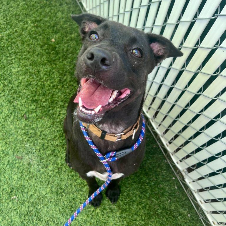 Enlarge Haddie, a Adoptable Black Labrador Retriever in San Diego, CA image 4/6