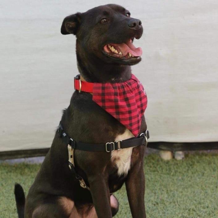 Enlarge Haddie, a Adoptable Black Labrador Retriever in San Diego, CA image 5/6