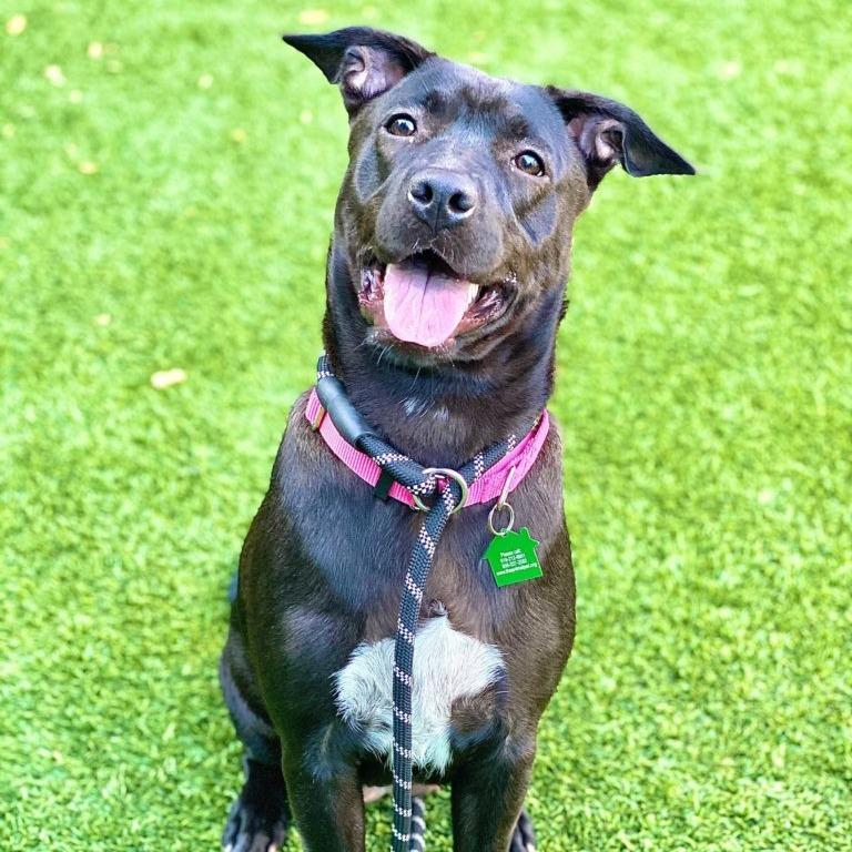 Enlarge Haddie, a Adoptable Black Labrador Retriever in San Diego, CA image 6/6