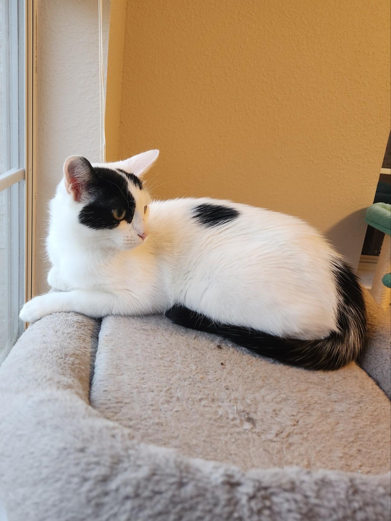 Enlarge Perdita, a ADOPTABLE Domestic Short Hair in Mount Pleasant, TX image 1/2