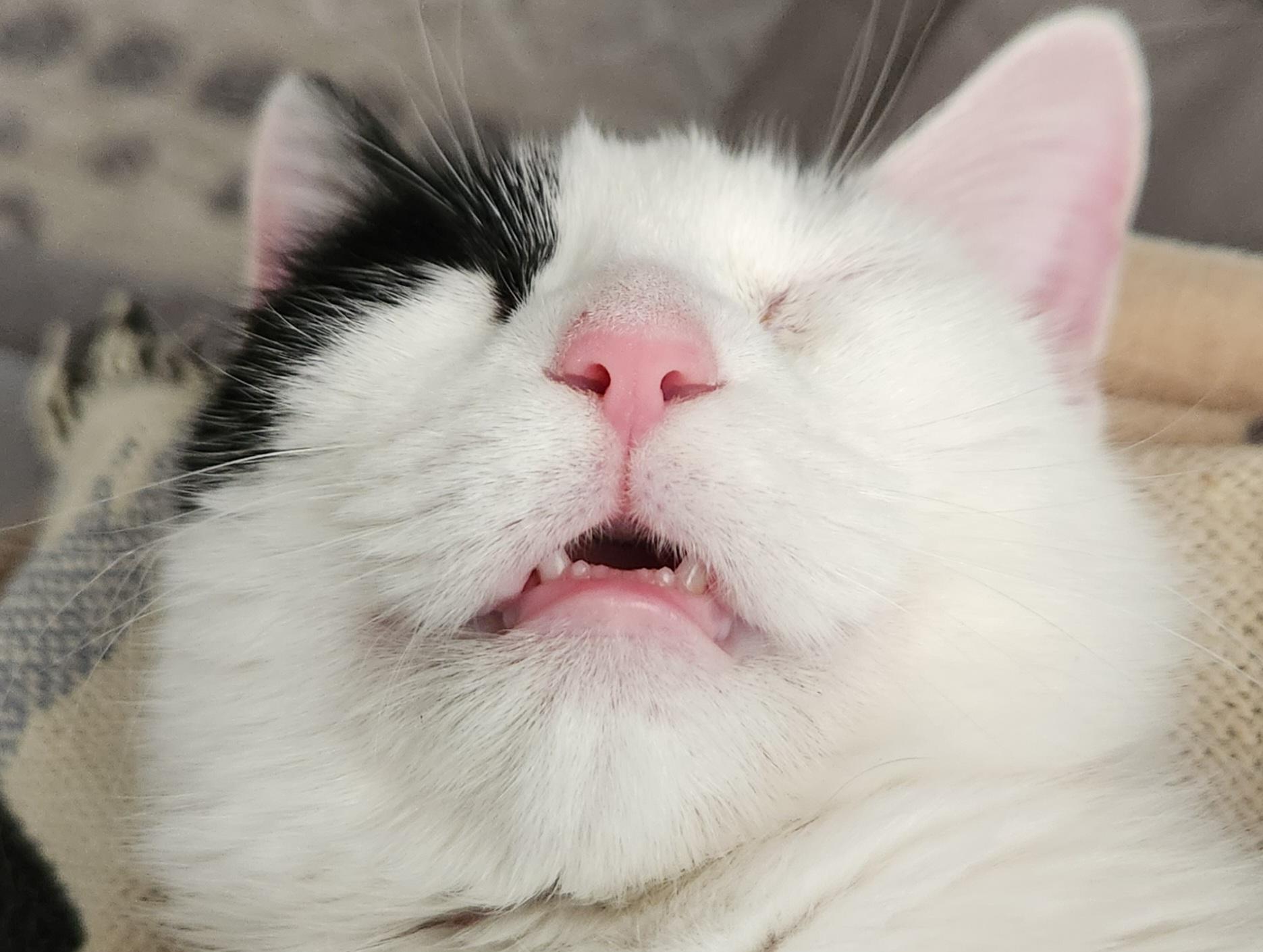 Enlarge Perdita, a ADOPTABLE Domestic Short Hair in Mount Pleasant, TX image 5/5