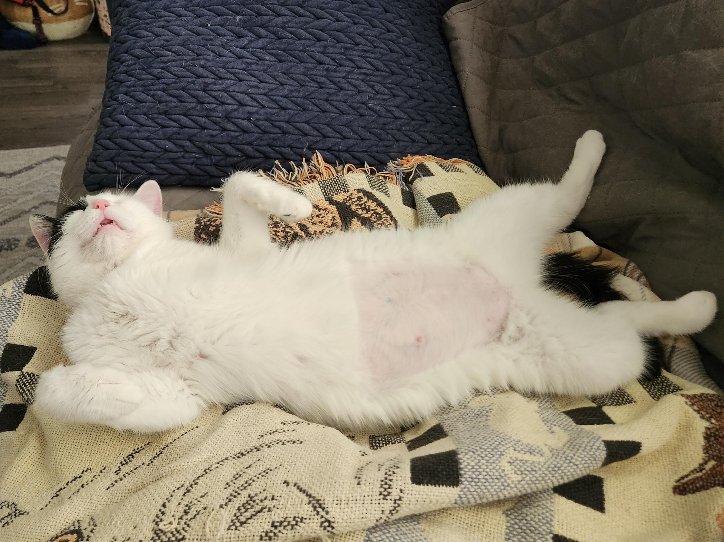 Enlarge Perdita, a ADOPTABLE Domestic Short Hair in Mount Pleasant, TX image 3/5