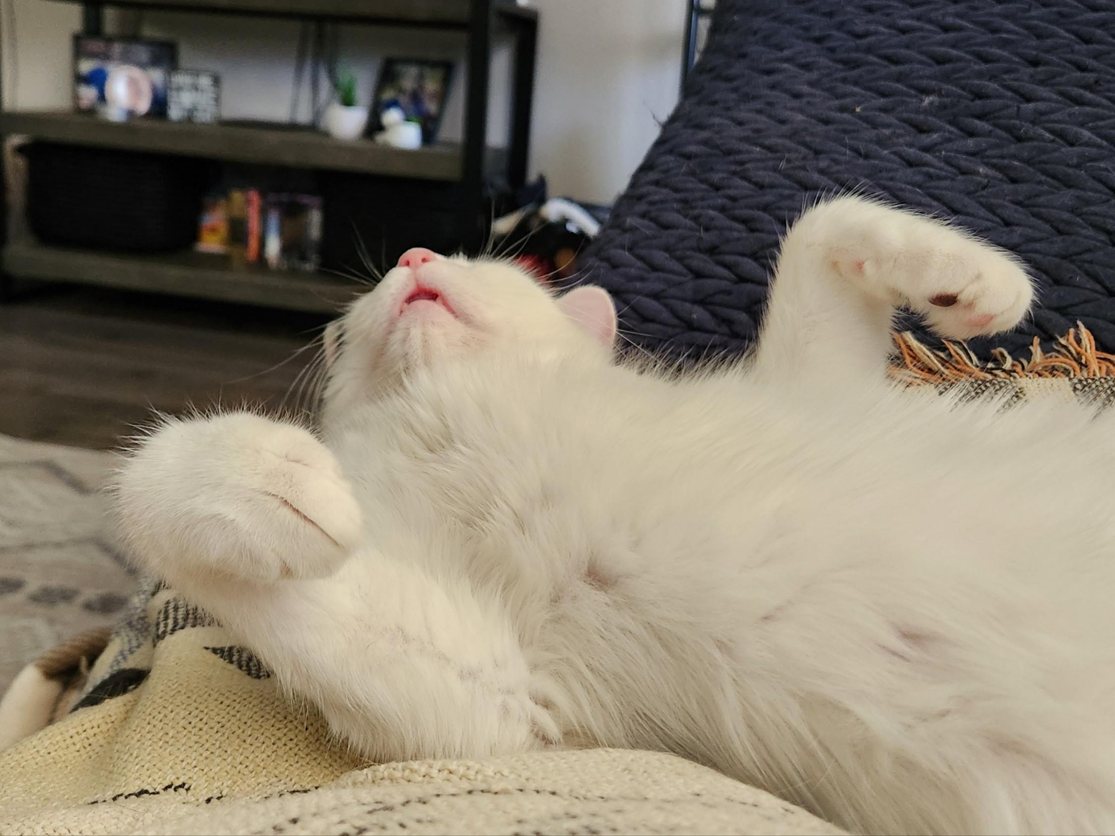 Enlarge Perdita, a ADOPTABLE Domestic Short Hair in Mount Pleasant, TX image 4/5