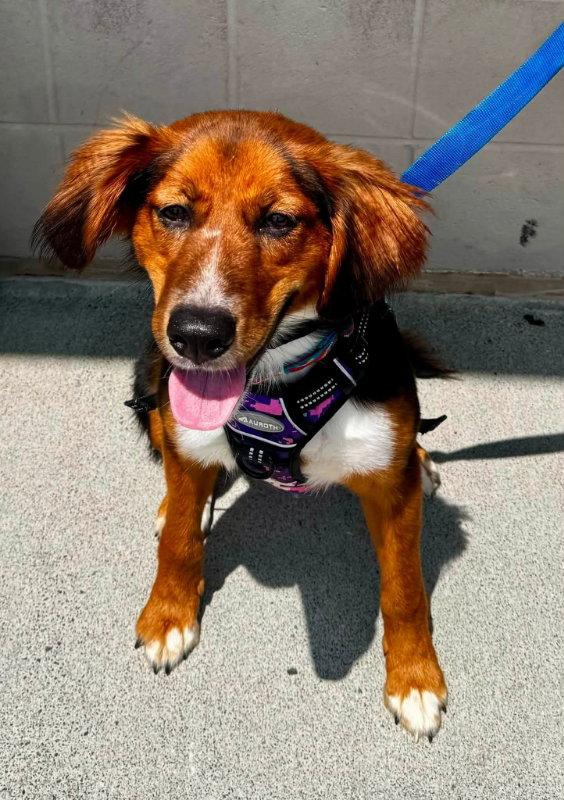 Brandy *Adopt*, Adopted, Young Female Collie.