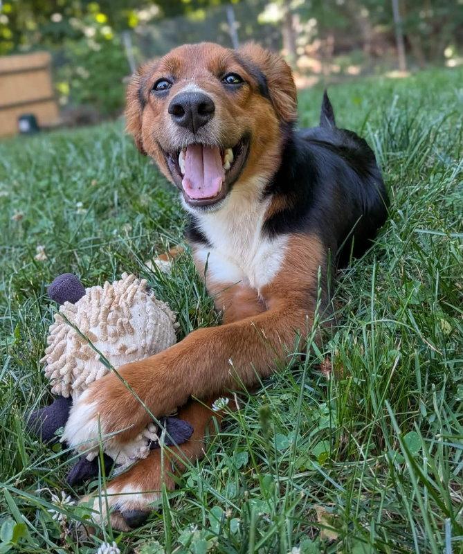 Enlarge Brandy *Adopt*, a Adopted Collie in Fairfax, VA image 2/3