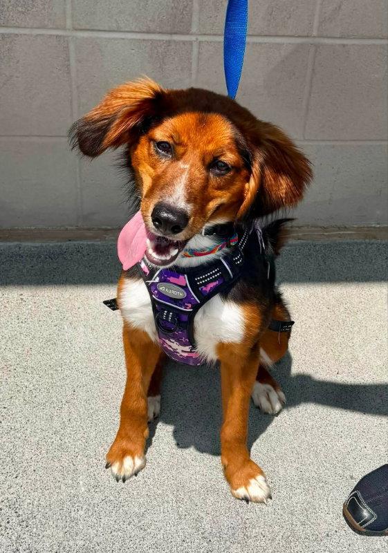 Enlarge Brandy *Adopt*, a Adopted Collie in Fairfax, VA image 3/3