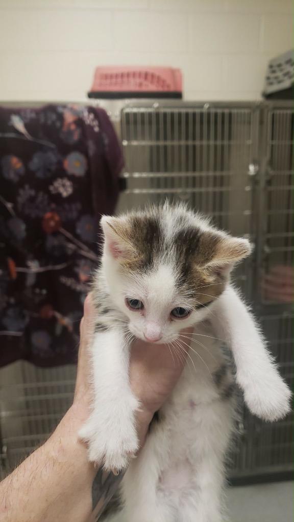 Enlarge Ella, an adopted Domestic Short Hair in Frankfort, KY image 2/2