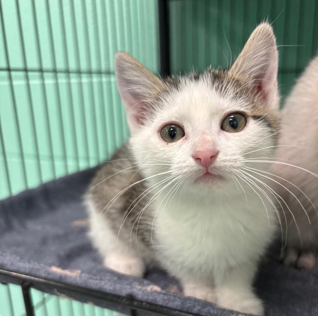 Enlarge Ella, an adopted Domestic Short Hair in Frankfort, KY image 1/2