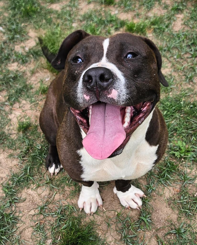Poundcake, Adoptable, Young Female Mixed Breed.